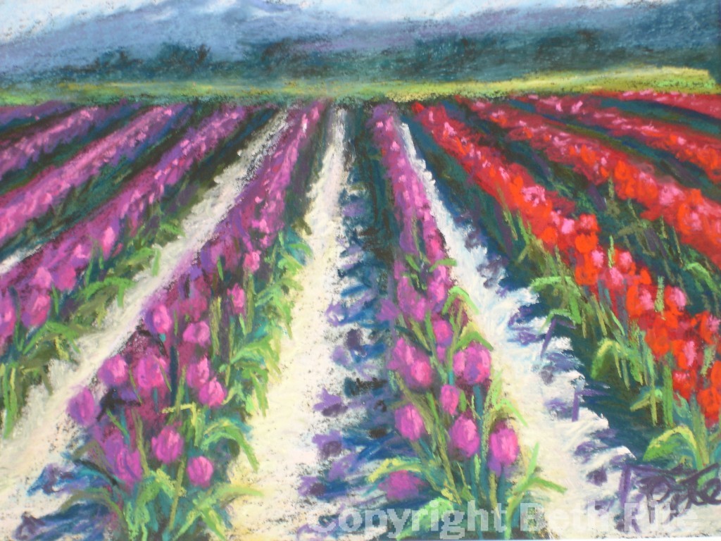 tulip fields